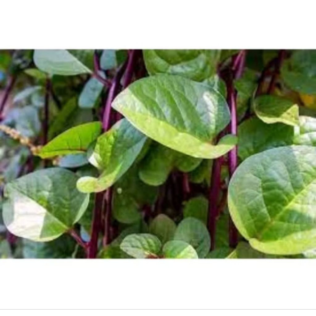 

daun binahong merah segar perlembar