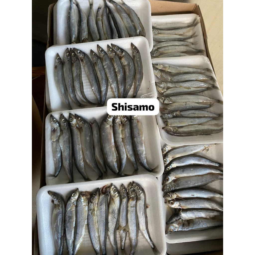 

ikan shisamo female (bertelur) isi kurleb 8-9 ekor