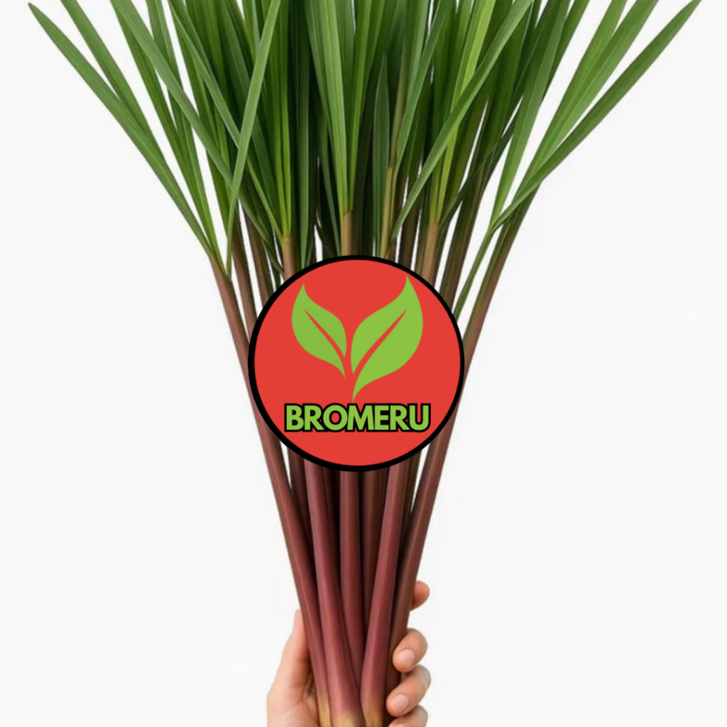 Sereh wangi /sereh merah /tanaman herbal /serai merah /serai wangi serai berakar
