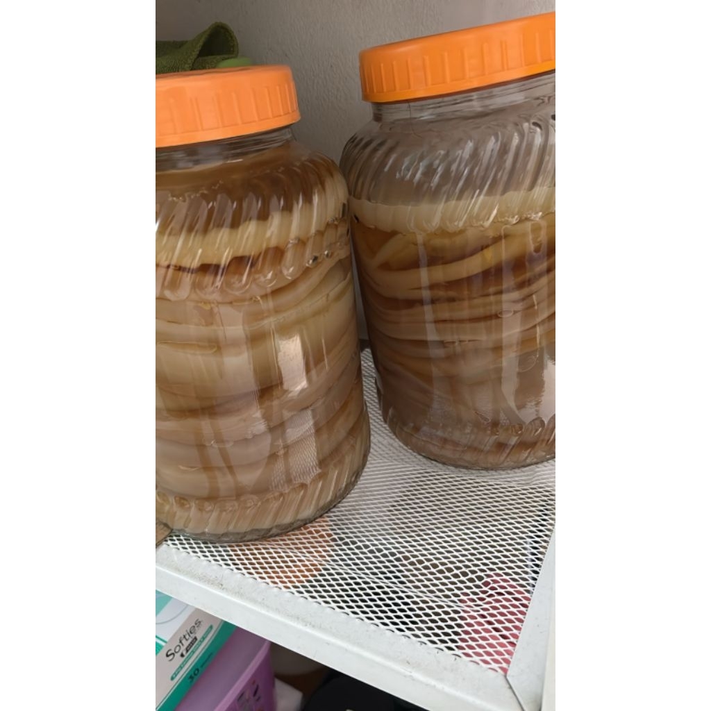 

bibit scoby kombucha dan starter