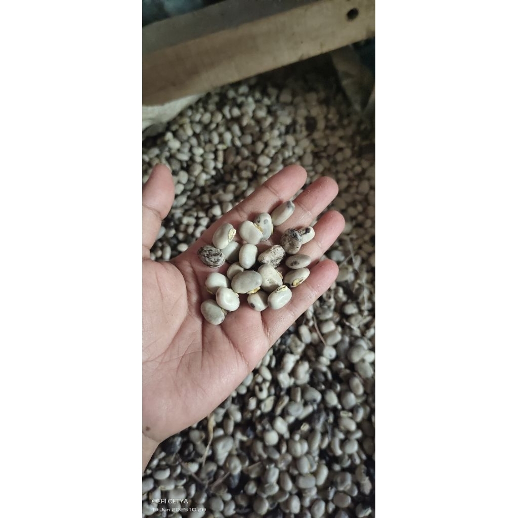 

MUCUNA PRURIENS / KACANG KORO BENGUK MENTAH LOKAL GUNUNG KIDUL