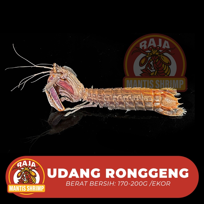 

UDANG RONGGENG FRESH STEAMED (MANTIS SHRIMP) 1000 GR 5-8 EKOR STEAMED / REBUS / FRESH / FROZEN PENGIRIMAN INSTANT or SAME DAY Seafood
