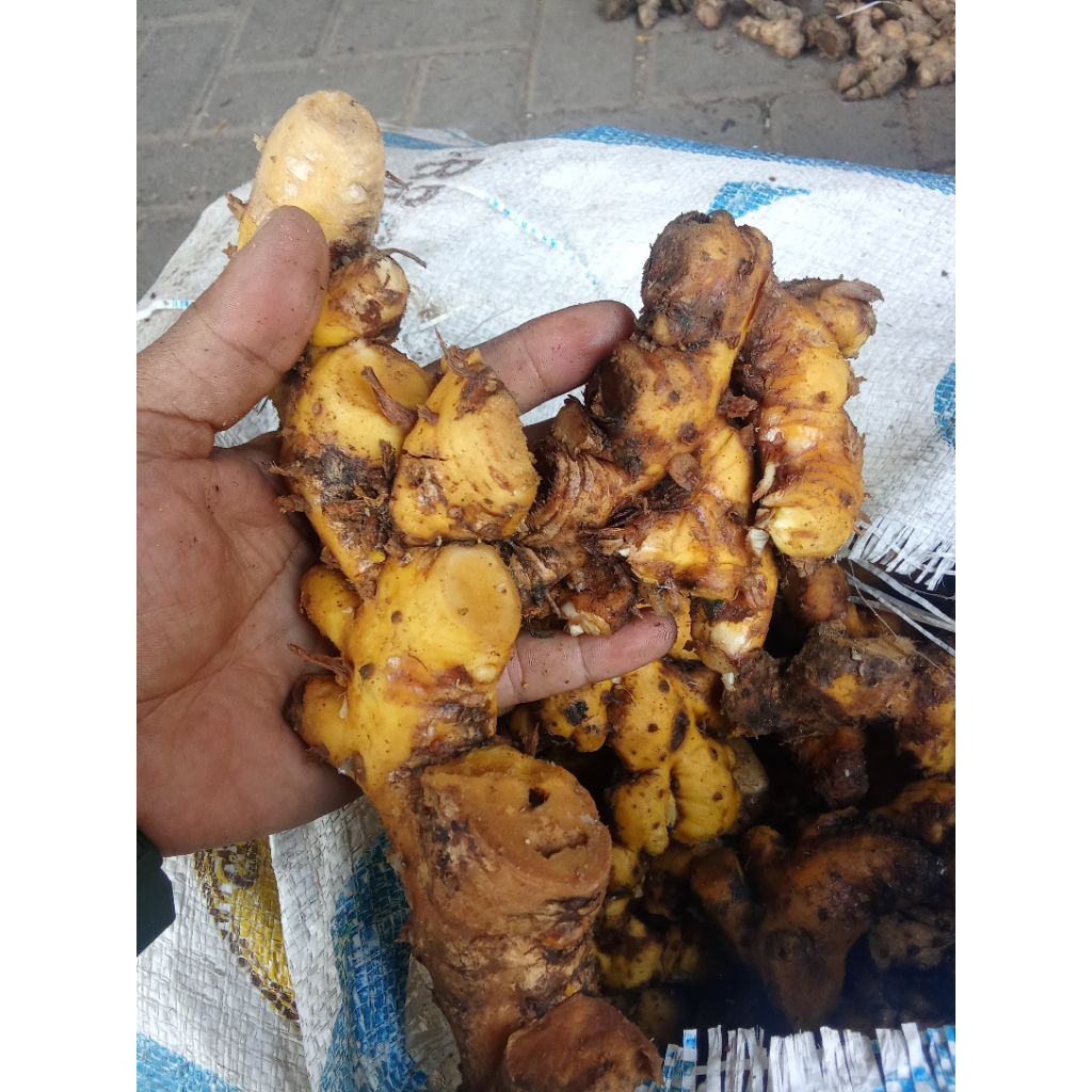 

KUNYIT BUNGLET SEGER CANTIK FREES BANYAK MANFAAT BUAT KESEHATAN PER 500G