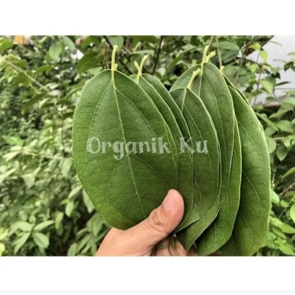 

Daun Cincau Hijau Organik Minuman Herbal Paket Hemat