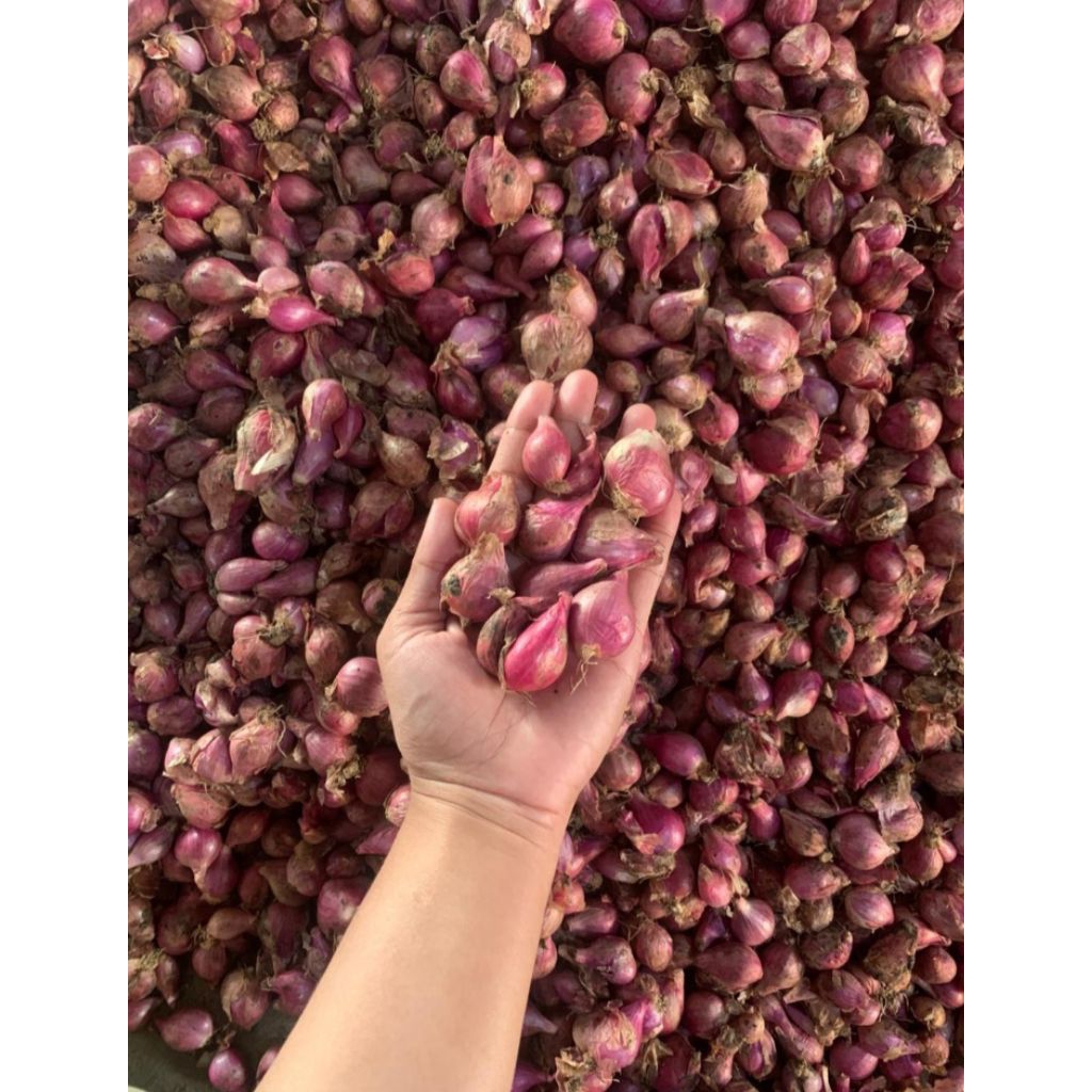 

Bawang Merah Nganjuk