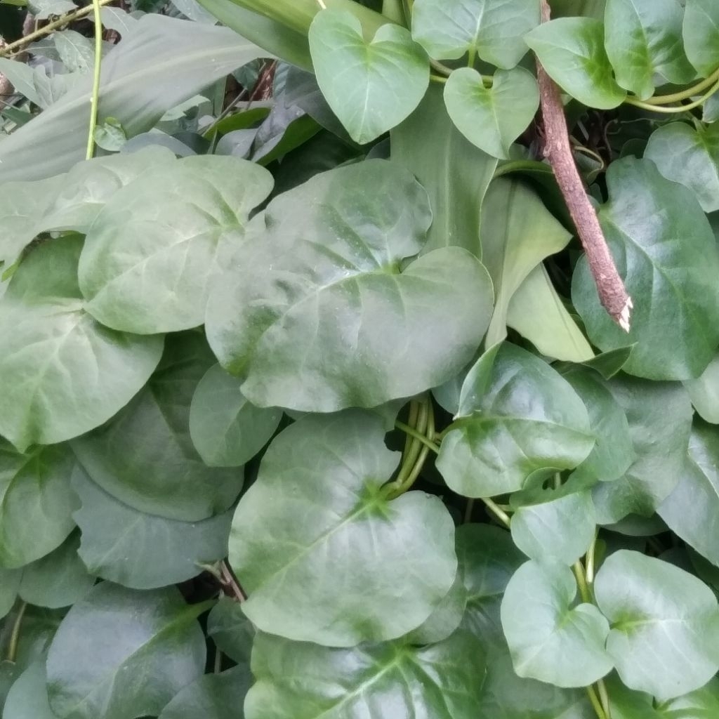 

Daun Binahong Segar 1 Kg