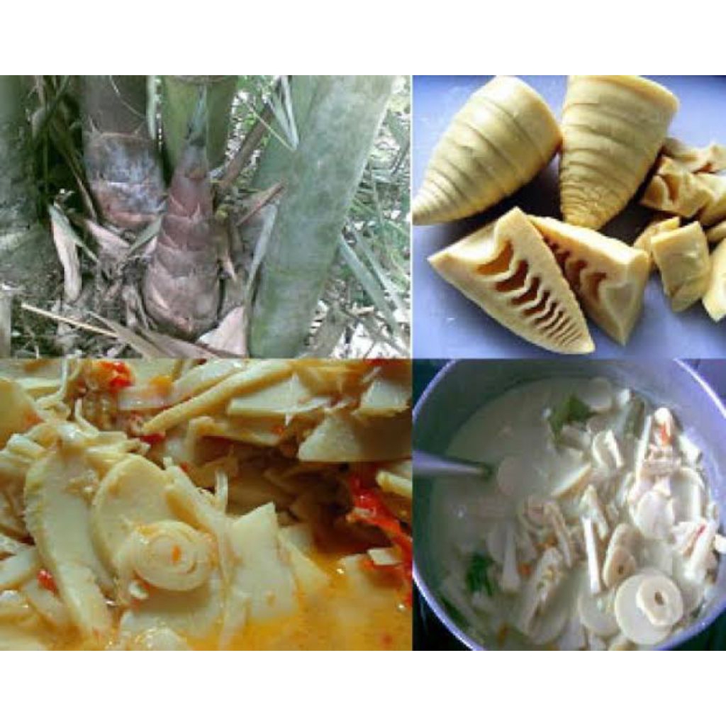 

VIRALL!! REBUNG BAMBU MUDA DADAKAN BARU PANEN 1 kg sayur belum kupas utuh segar dan 100%higienis