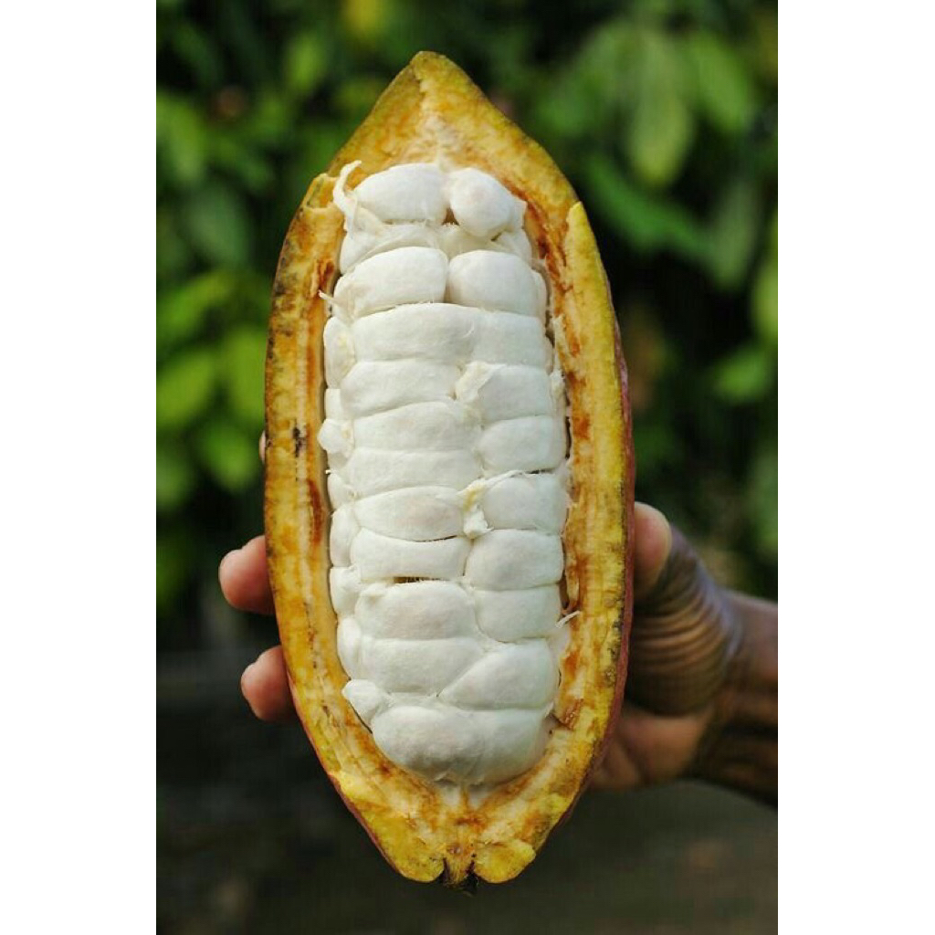 

Buah Kakao / Buah Coklat Fresh Dari Kebun Yg Ditanam Sendiri.