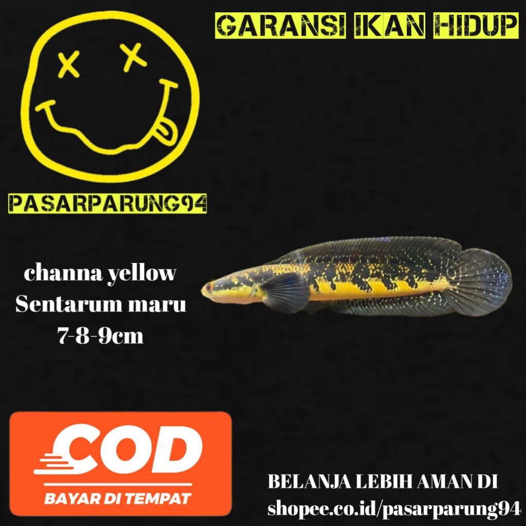 kebutuhan aquarium chana yellow Sentarum maru 8-10cm