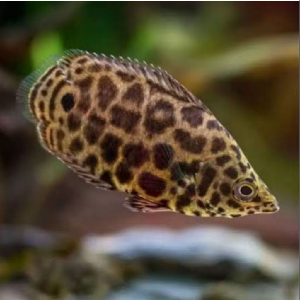 Ikan Daun Ctenopoma | Aquascape | Biotope