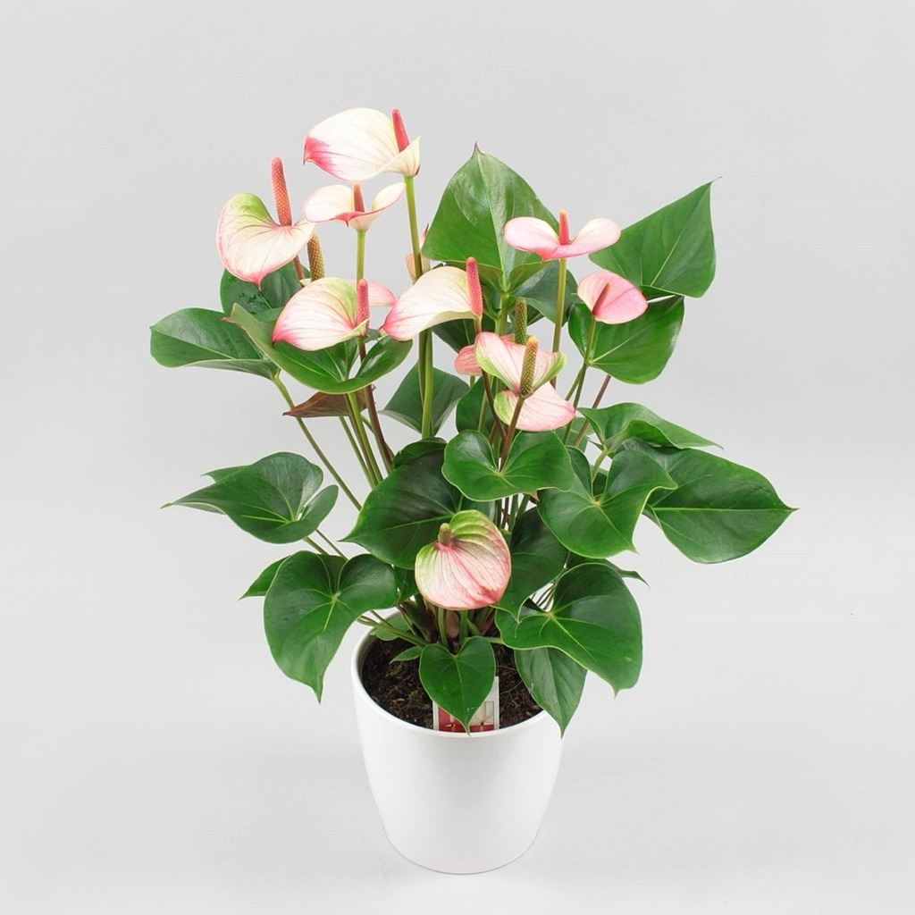 tanaman hias anthurium miky mouse mini - anthurium miky mouse mini bubble gum