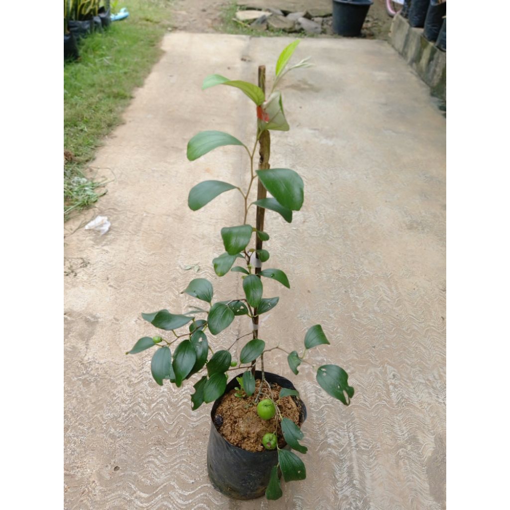 Apel Putsa Apel india sudah berbunga bibit buah apel