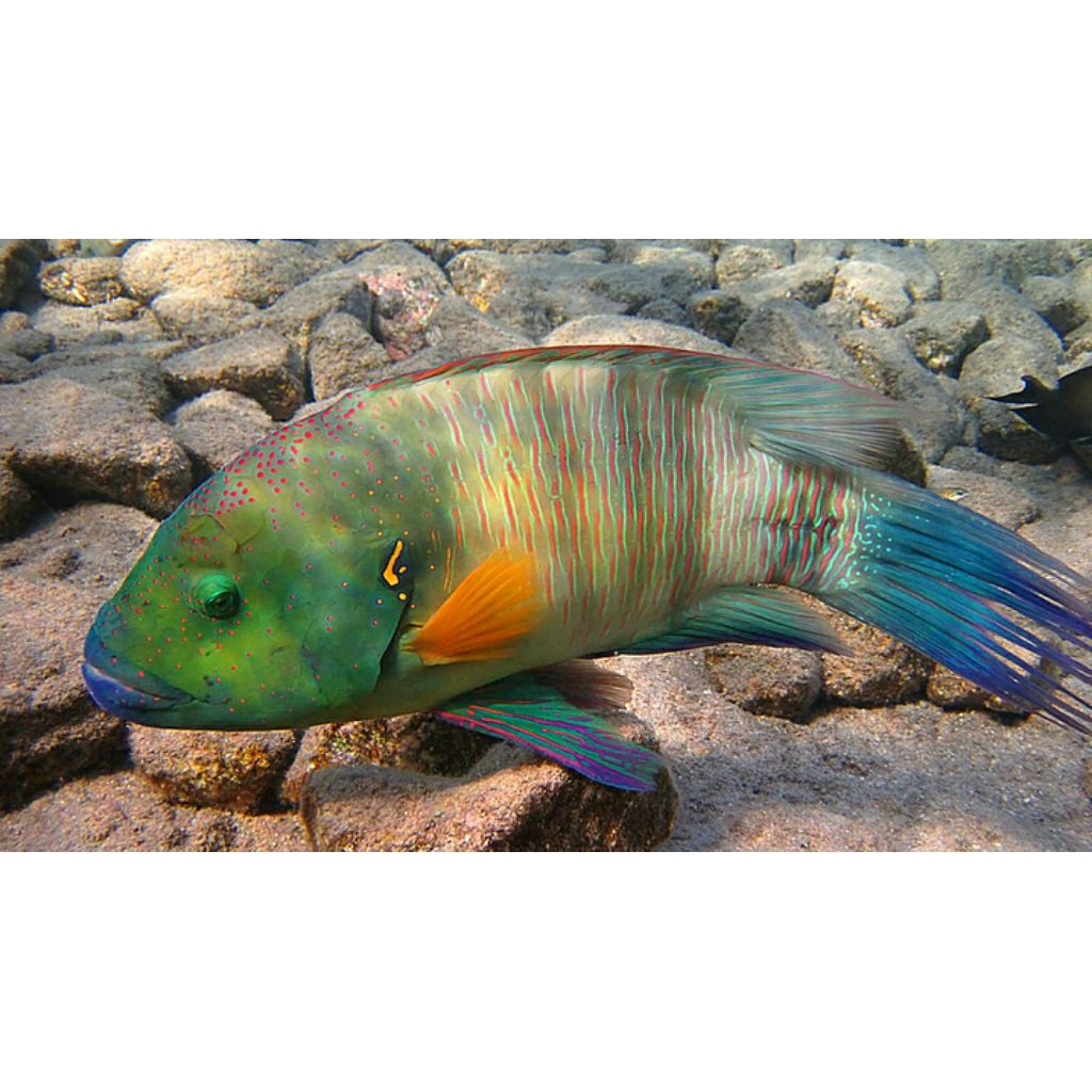 

IKAN HIAS LAUT NAPOLEON WRASSE