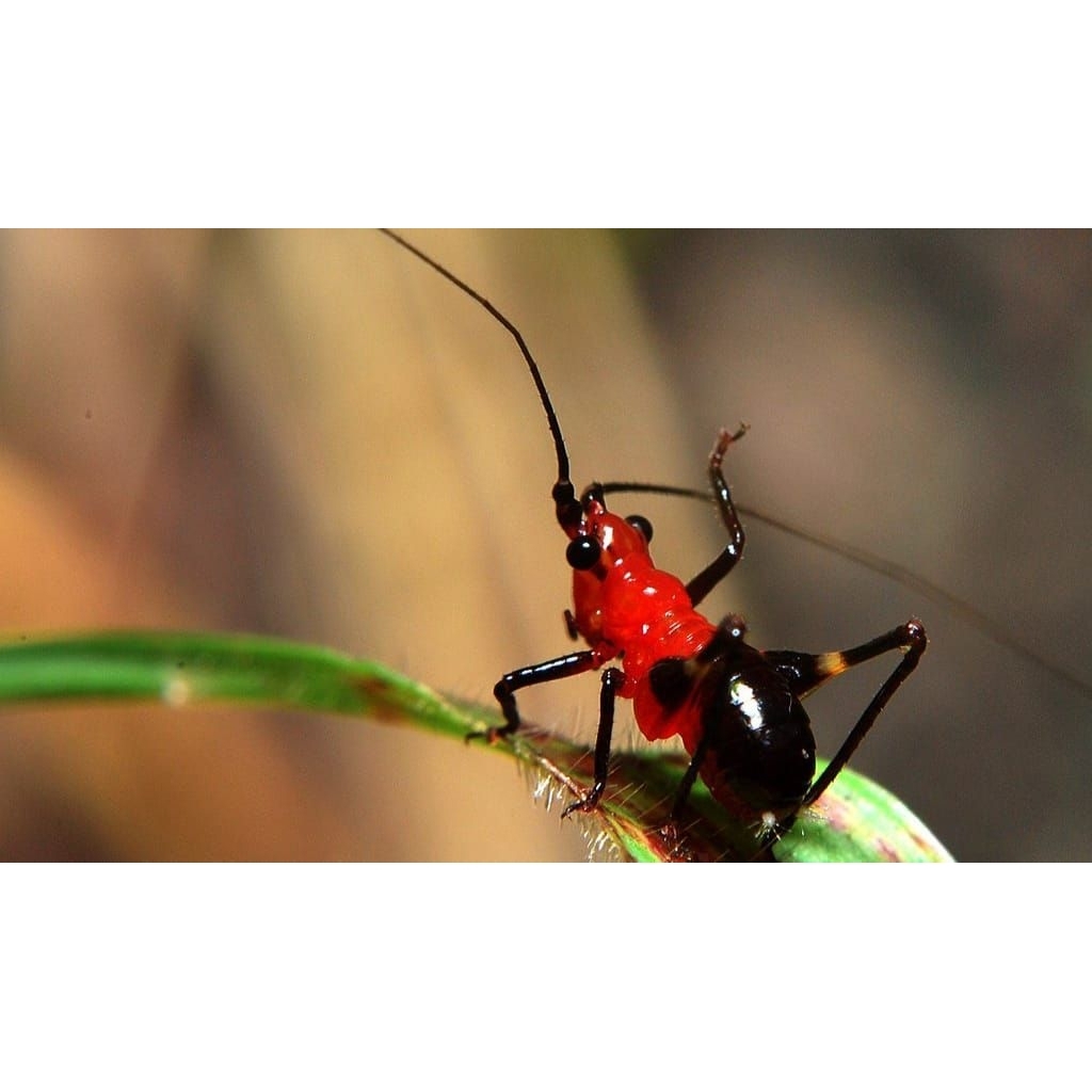 belalang tanduk panjang/ belalang semak/ belalang kerik 2 ekor