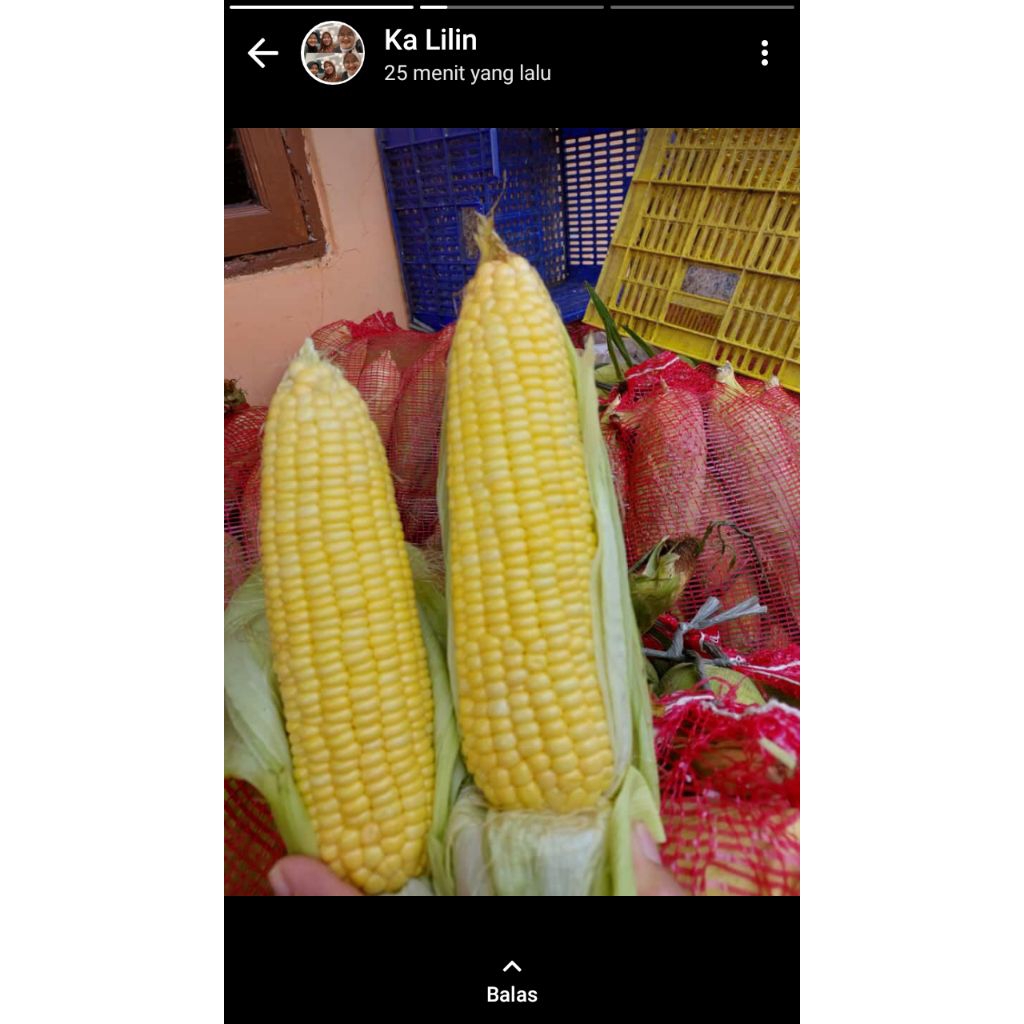 

kingsjagung - jagung manis sayur