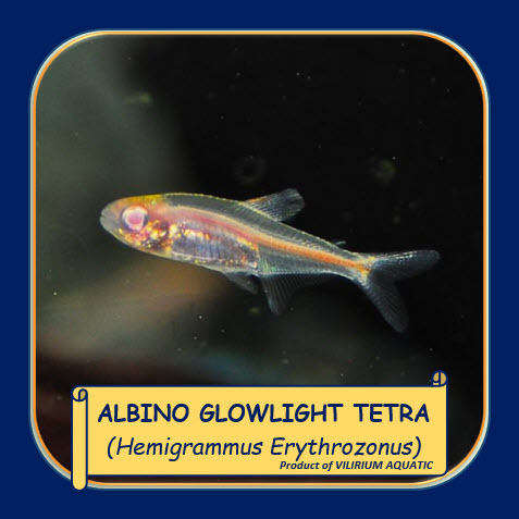 IKAN HIAS AIR TAWAR - NEON API ALBINO / TETRA API ALBINO / ALBINO GLOWLIGHT TETRA (IKAN AQUASCAPE)