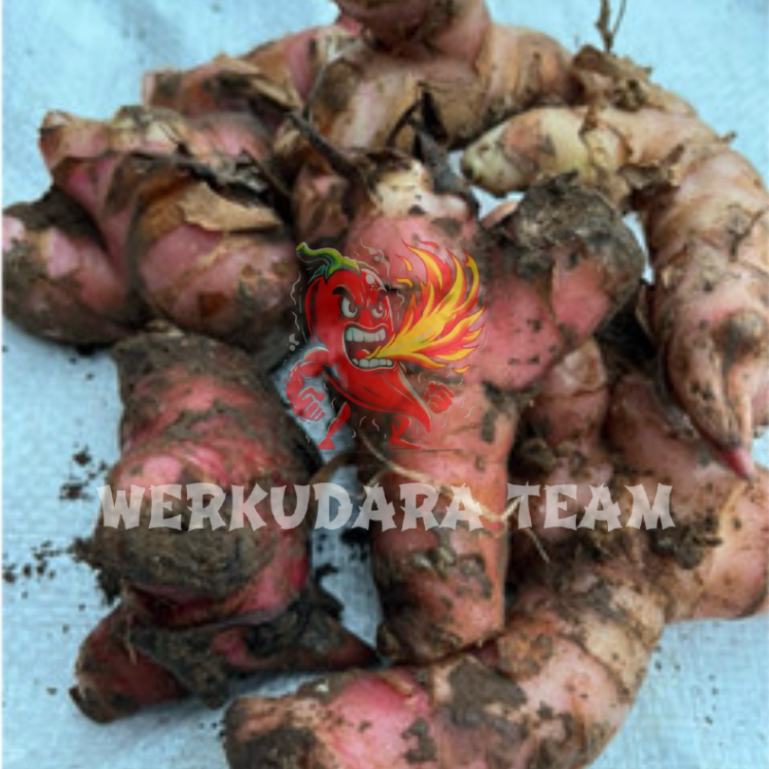 

Lengkuas / laos / lengkuas merah / rempah rempah