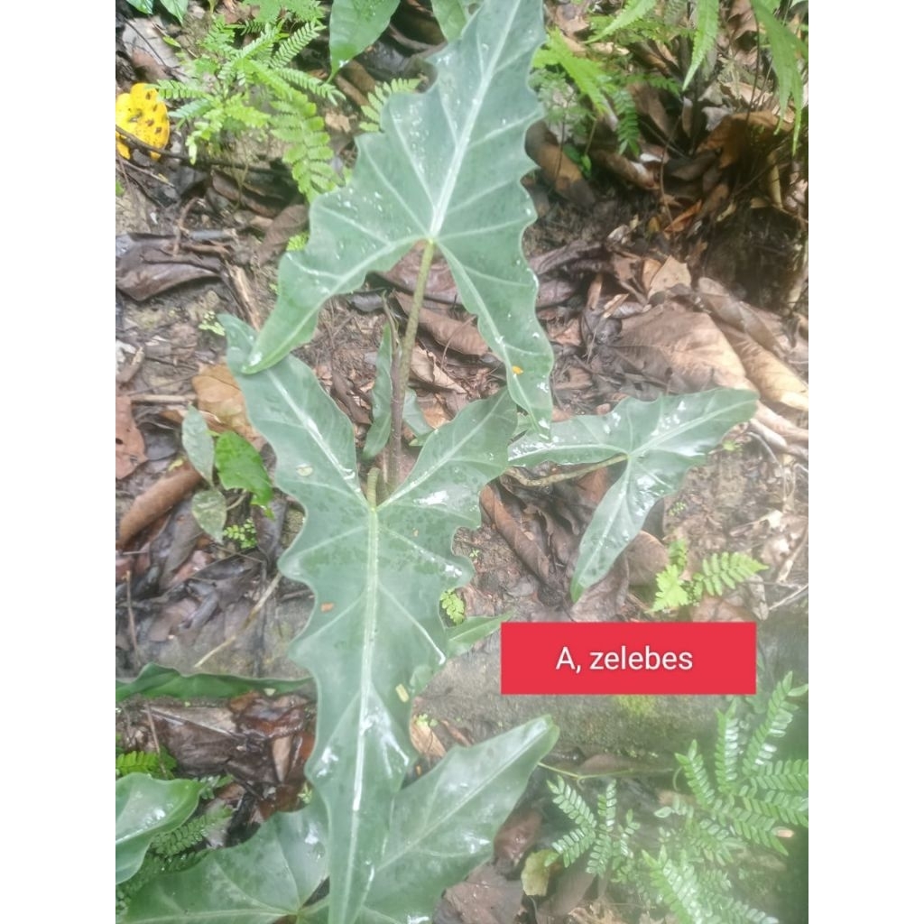 alocasia zelebes sp sulawesi