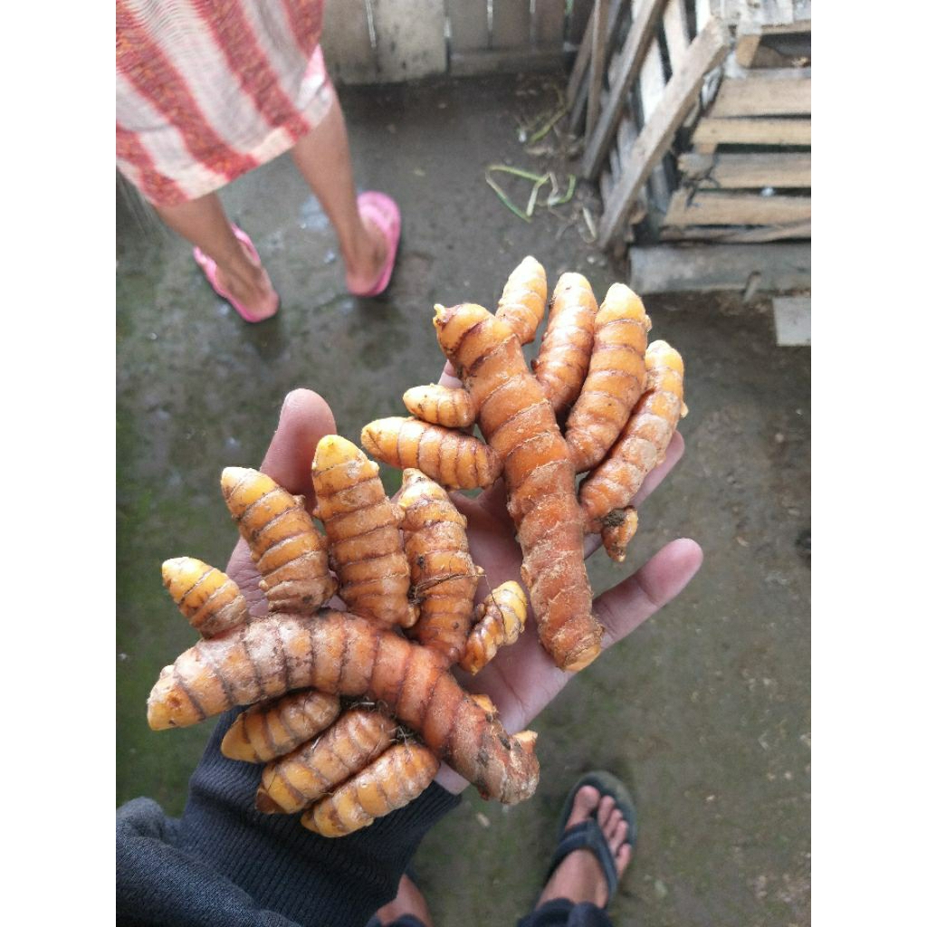 

Termurah Kunyit Super Sayur Segar 500g