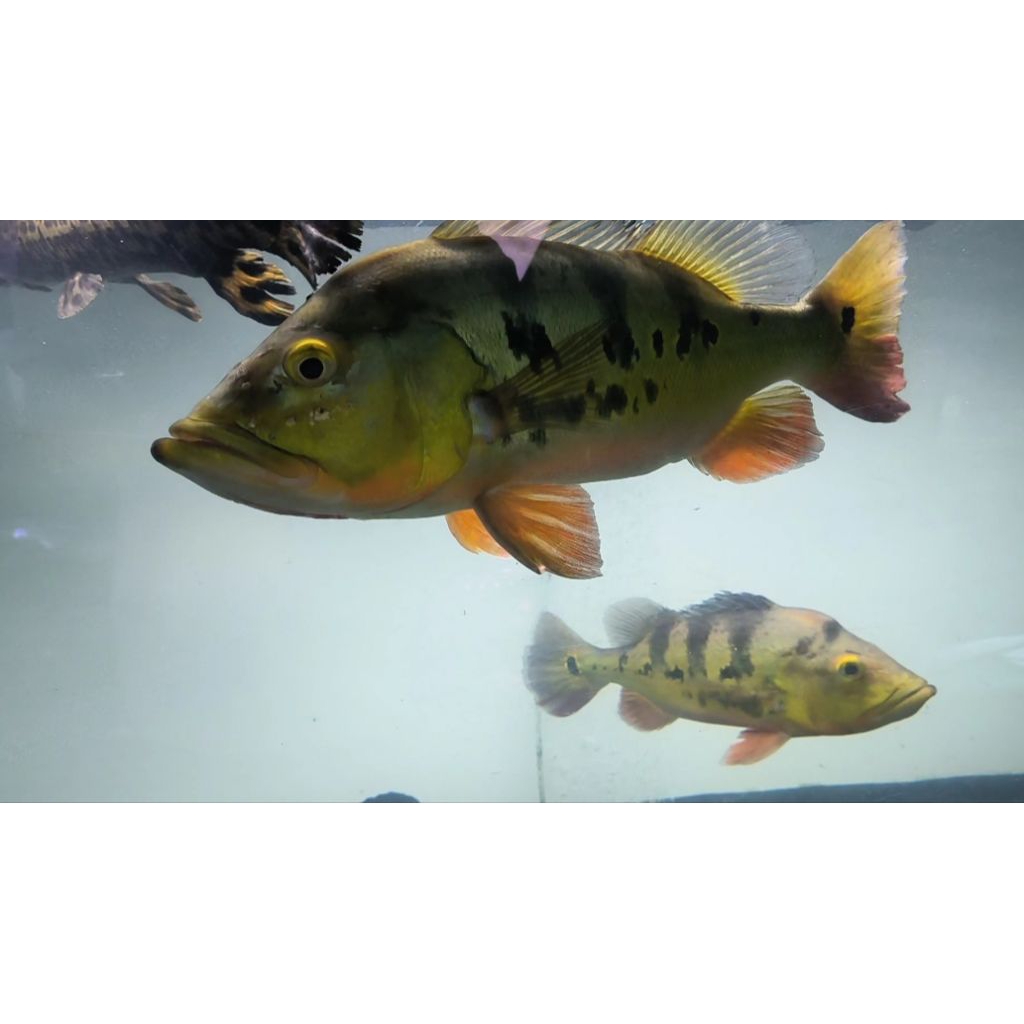 hiasan aquarium jumbo pbass 43cm