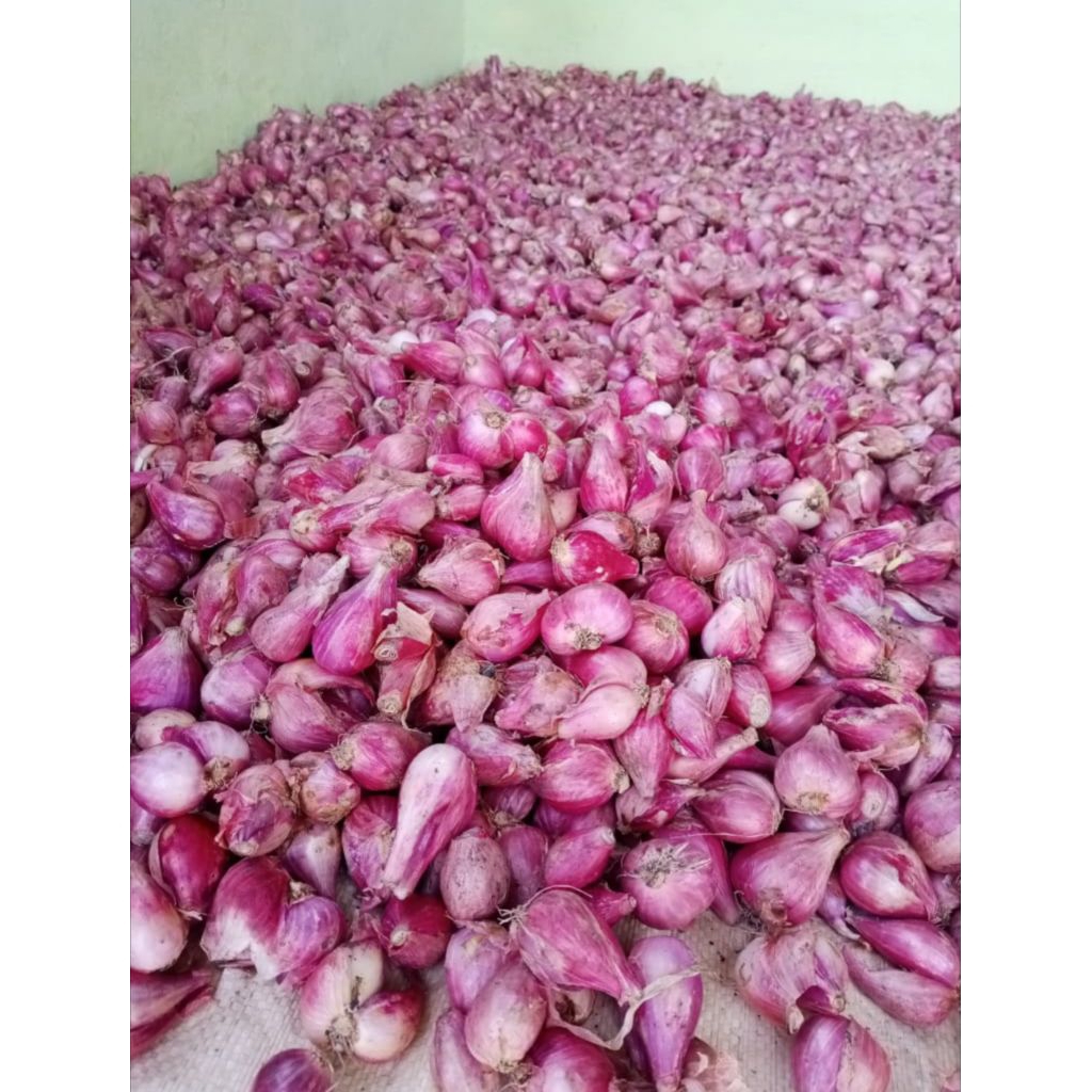 

bawang merah nganjuk