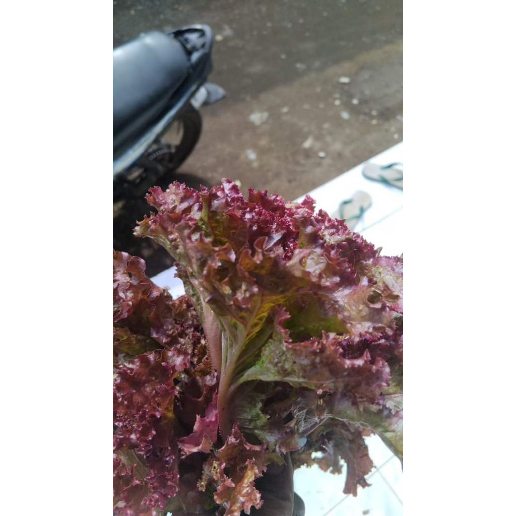 

lolorosa seladah merah