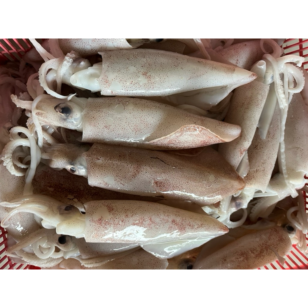 

CUMI NOS CUMI FRESH 12cm UP