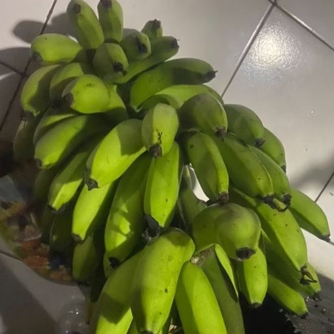 

Buah Pisang Mentah JWR Hijau Pisang Bangkaulu