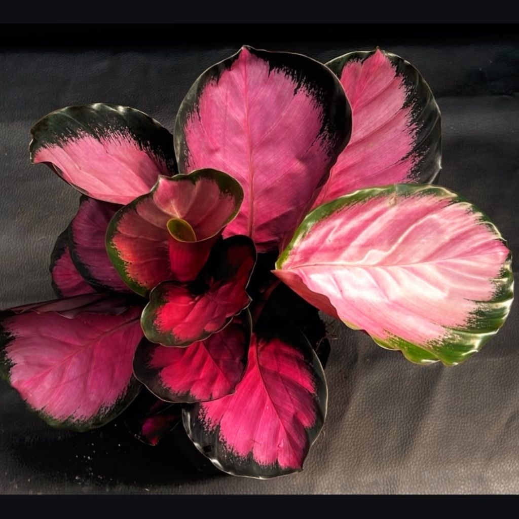 Tanaman Hias Calathea Crimson Pink Bunga Hias Calathea Calanthea Calatea Crimson Pink Anakan Murah B