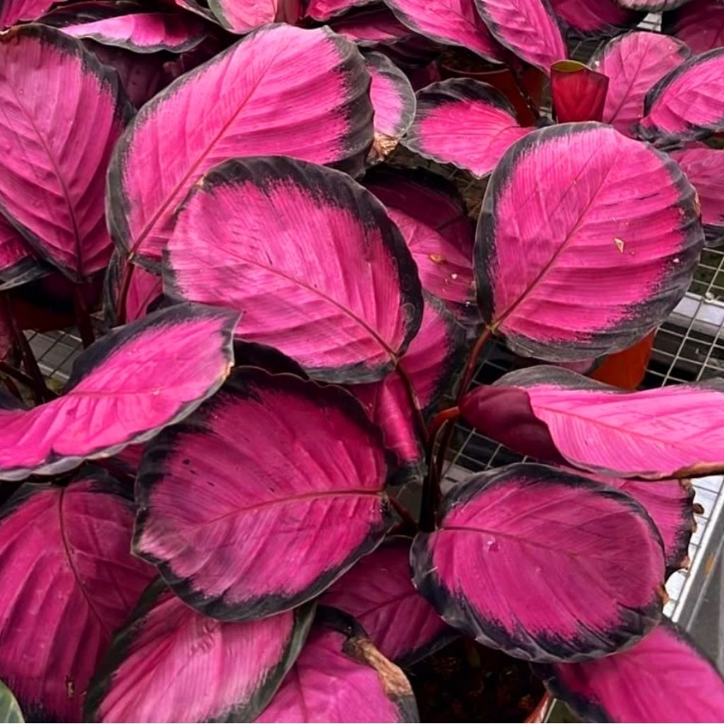 Tanaman Hias Calathea Crimson Pink Bunga Hias Calathea Calanthea Calatea Crimson Pink Anakan Murah B