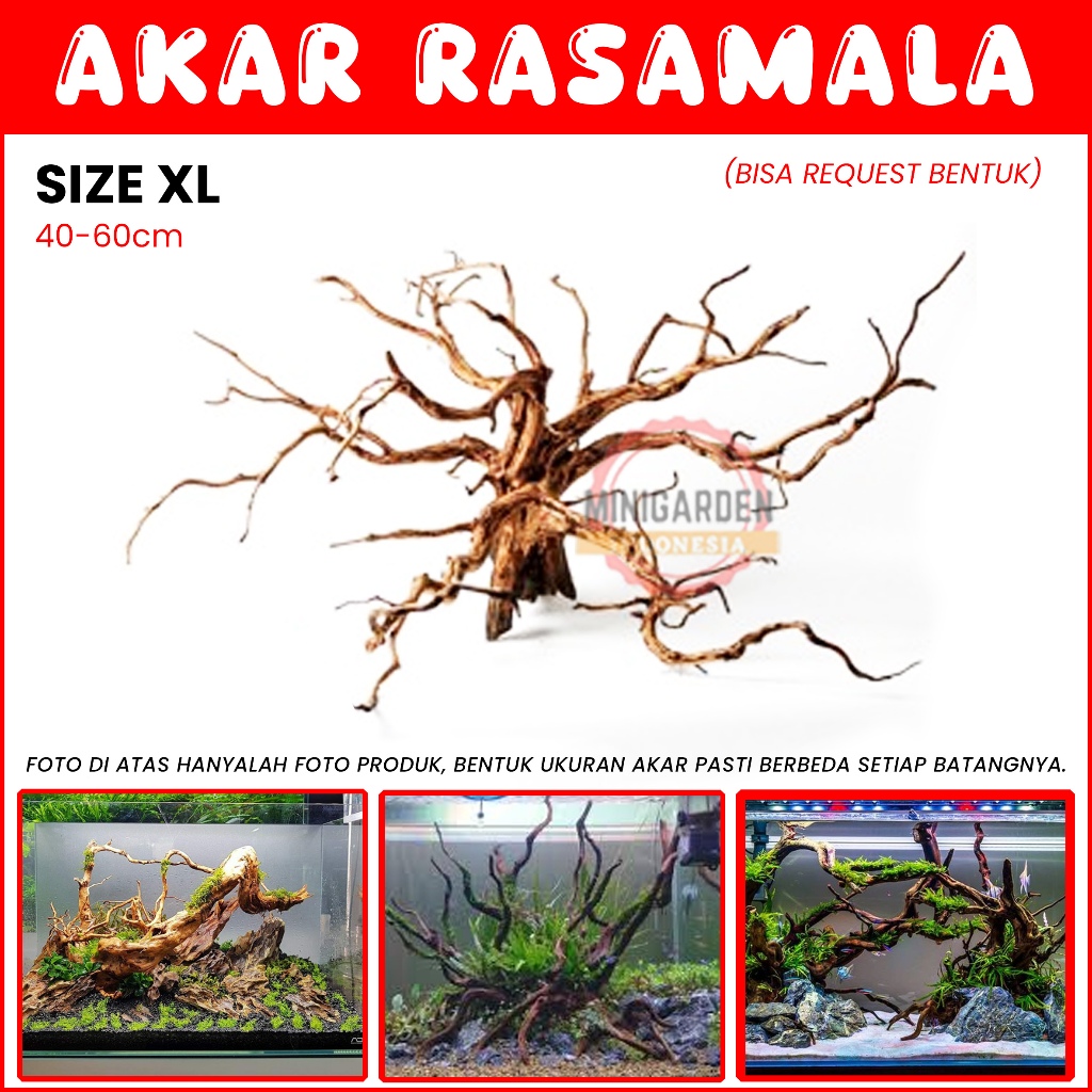 AKAR RASAMALA SIZE XTRA LARGE kayu rasamala hiasan aquarium aquascape