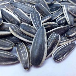 

Kuaci Biji Bunga Matahari 500GRAM - Sunflower Seed ORIGINAL - Kwaci Matang - Kuaci Rasa Original