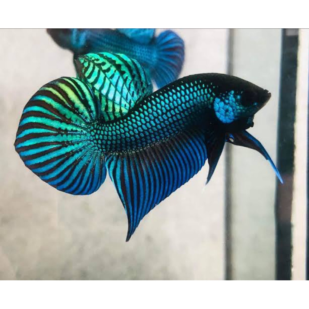 Cupang alam Mahachai original