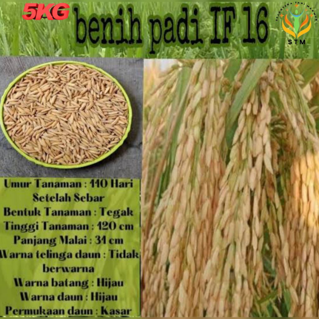 Bibit Padi IF 16 Super Unggul Kemasan 5Kg