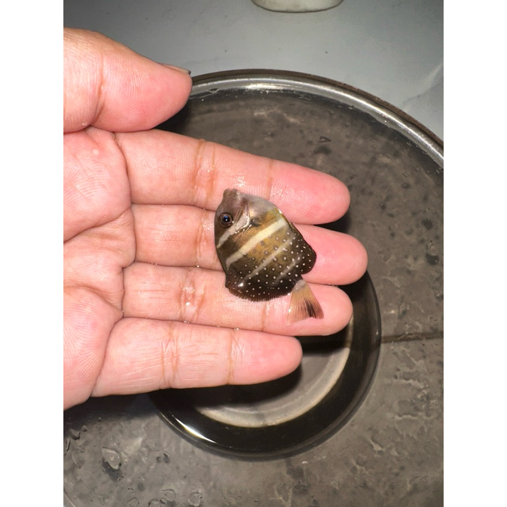 ikan hias laut botana mutiara size S