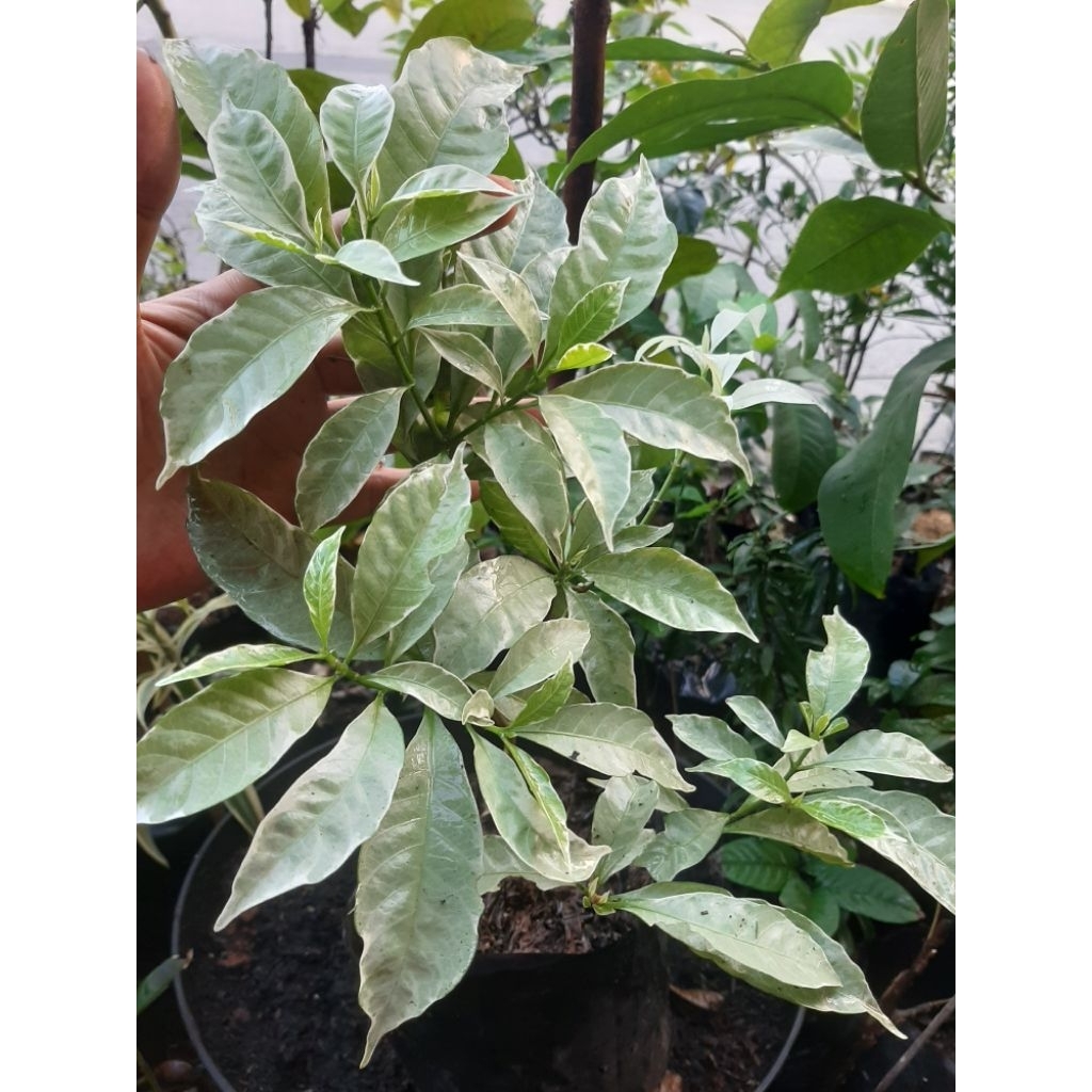 Tanaman rombusa putih / sabrina putih