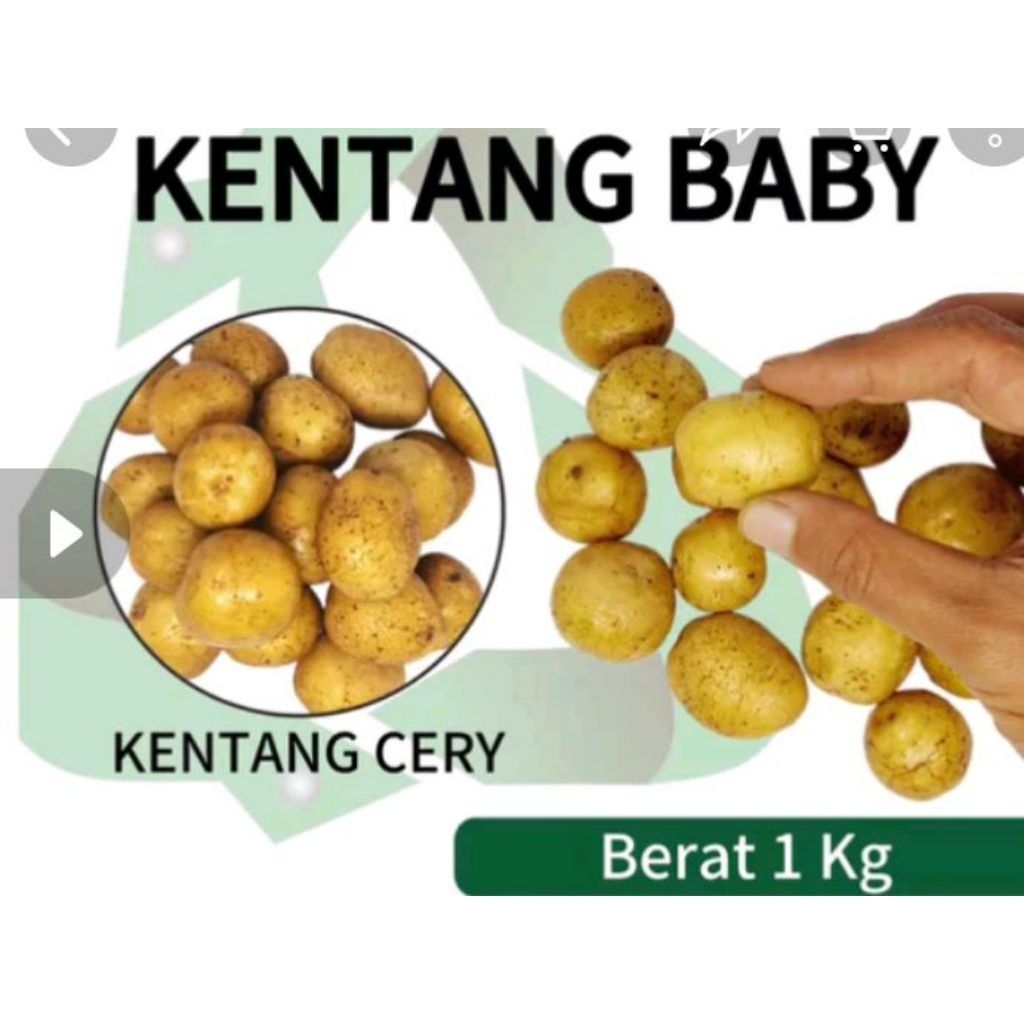 

Kentang baby berkualitas murah