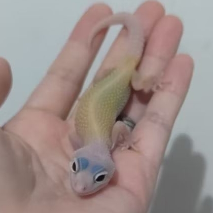 Custom Gecko Blizzard ( BLZ 25-2 )