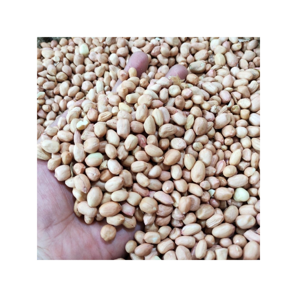 

Kacang Tanah Kulit Kualitas Super (warna tidak coklat)