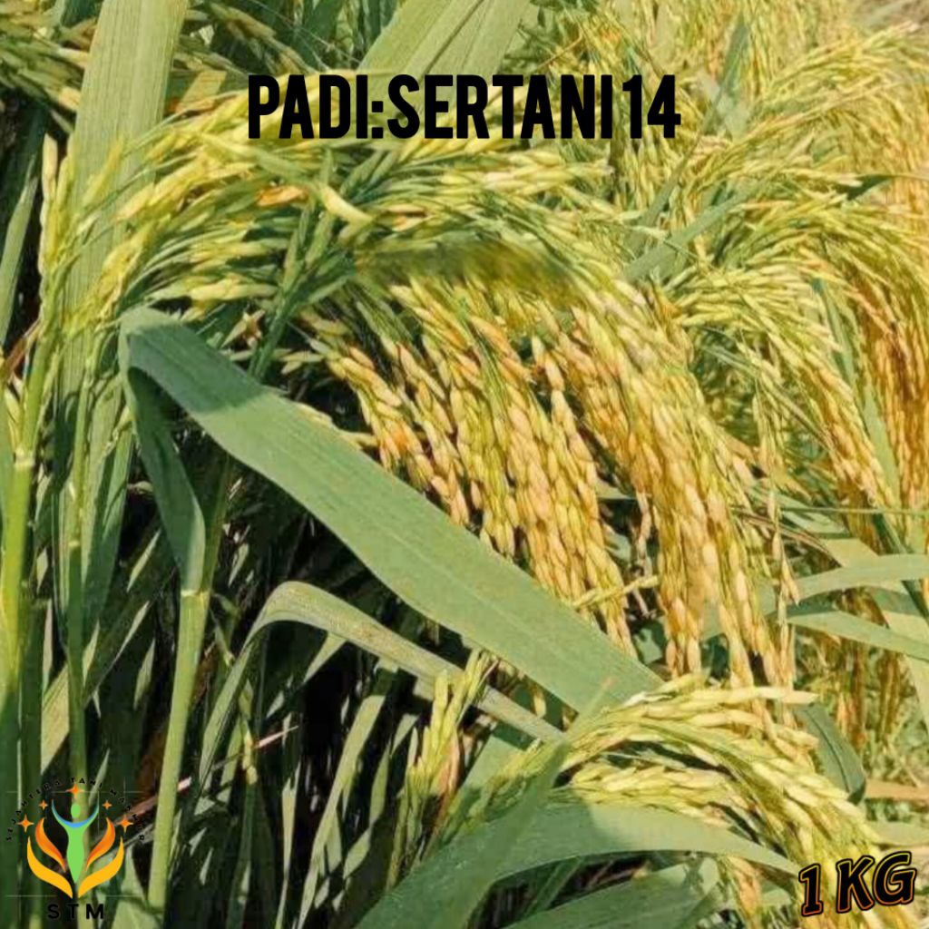 Bibit Padi Sertani 14 Kualitas Unggul 1Kg