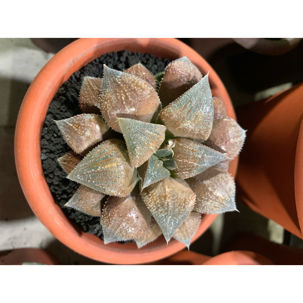 Haworthia coklat hybrid