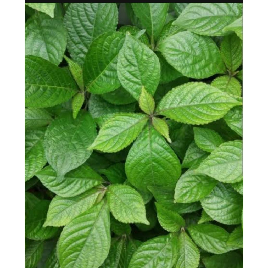 

daun keji beling/daun pecah beling segar