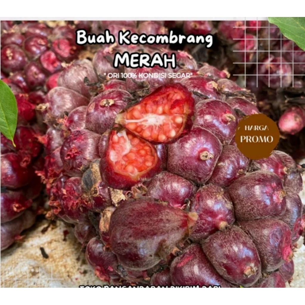 

1kg buah kecombrang merah segar fres