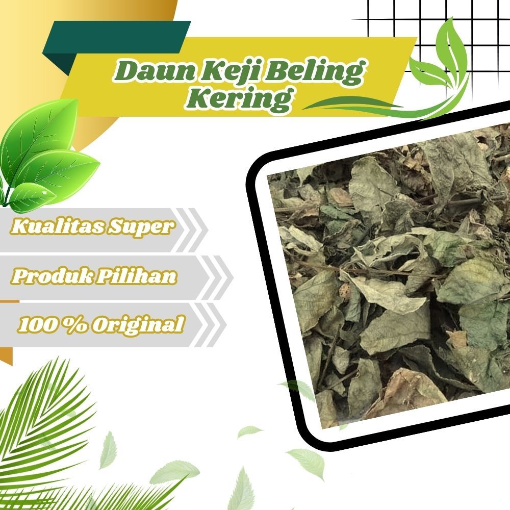 

Jamu Herbal Tradisional Daun Keji Beling Untuk membantu memecah Batu Ginjal