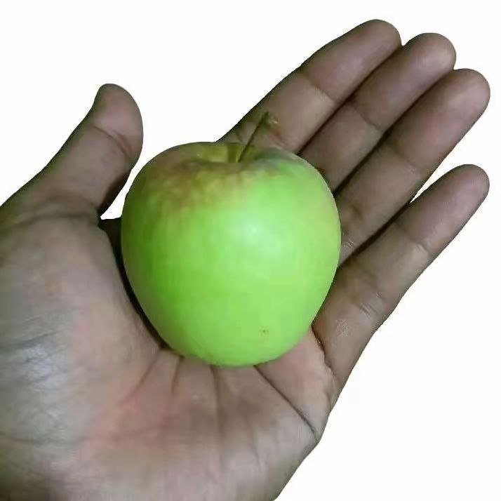 

Apel Manalagi Lokal Kota Batu C (Medium/Tanggung) 1 Kg Berisi 17-22 Biji