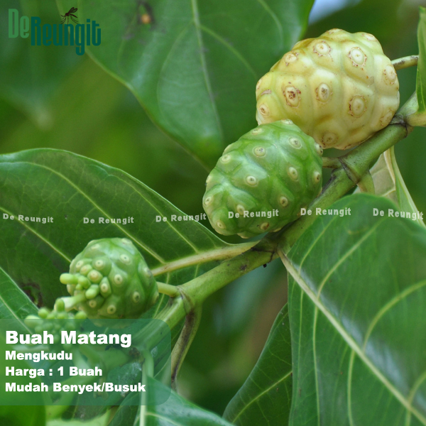 

Buah Mengkudu Hijau Putih 1 pcs fresh tanpa pestisida BUAH MENGKUDU/PACE,HERBALALAMI,HIPERTENSI,DIABETES,STROK,KOLESTEROL