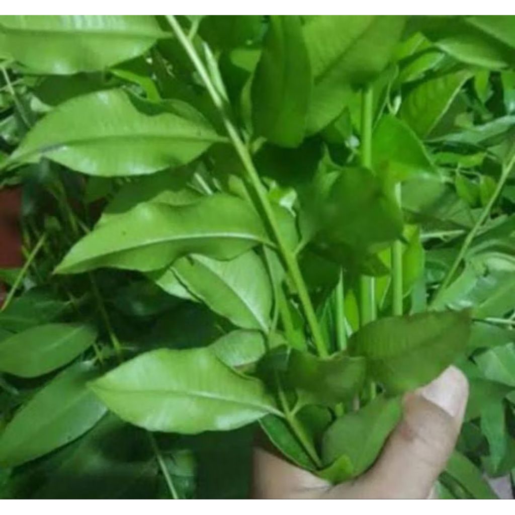 

DAUN KEDONDONG SEGAR FRESSS 250G!!