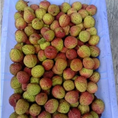 

PROMO LECI MADU 1KERANJANG LECI MADU BIJI KECIL grosiran