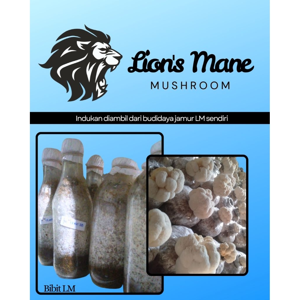 

Bibit F1 Jamur Tiram Putih Coklat Kuping Lions Mane dari indukan budidaya jamur sendiri