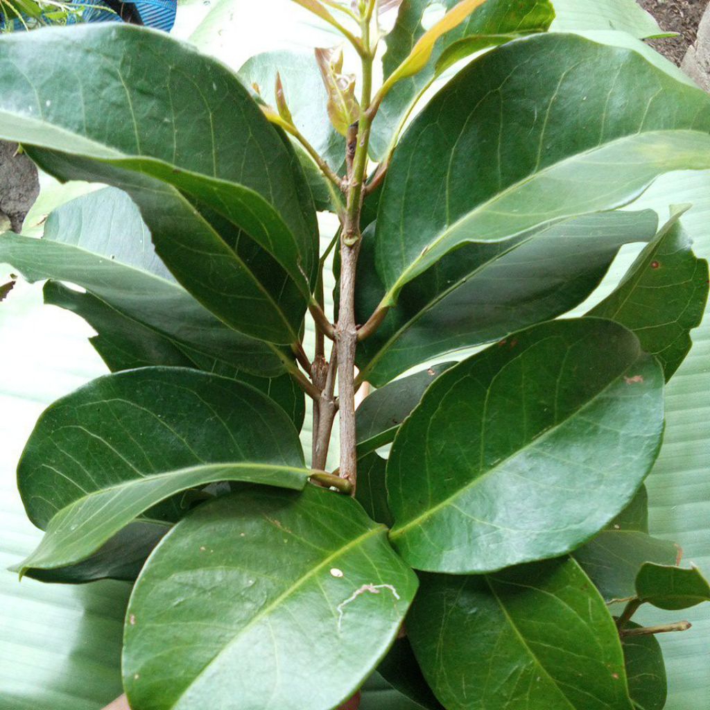 

Daun salam segar baru petik dari pohon